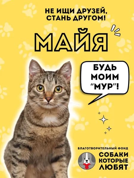 Помочь Майе найти дом