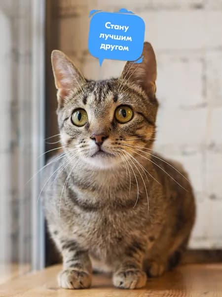 Помочь котику Алигарху найти дом