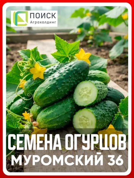 Семена Огурцов "Муромский 36", 15 шт, пчелоопыляемые, для дома, дачи и огорода, в открытый грунт, в контейнер.
