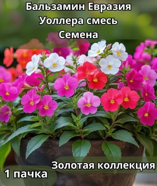 Бальзамин "Евразия" Уоллера смесь, Семена 10шт в пачке