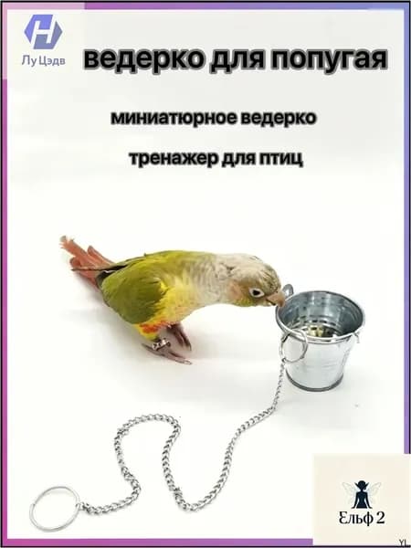 Качественный досуг попугая