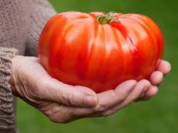Коллекционные семена томата Гигант семи народов