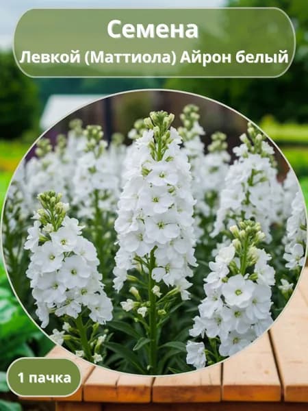 Левкой (Маттиола) Айрон белый, семена 10 шт