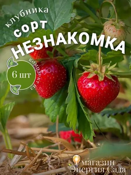 Клубника Незнакомка саженцы (6 шт)