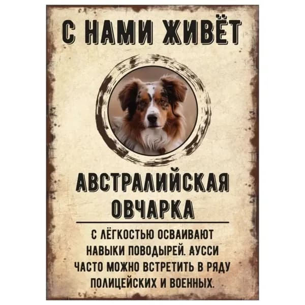Табличка, декоративная, DANGER DOG, С нами живет Австралийская овчарка, 20x30cm