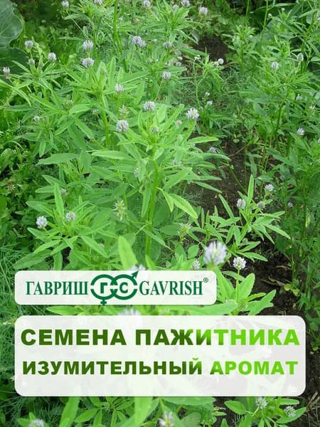Семена Пажитник "Изумительный аромат" 0,1 г, для дачи, сада и огорода, в открытый грунт