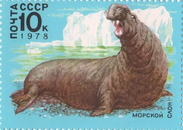 Почтовая марка 1978 СССР №4850, Фауна Антарктиды. Морской слон - Марка, MNH