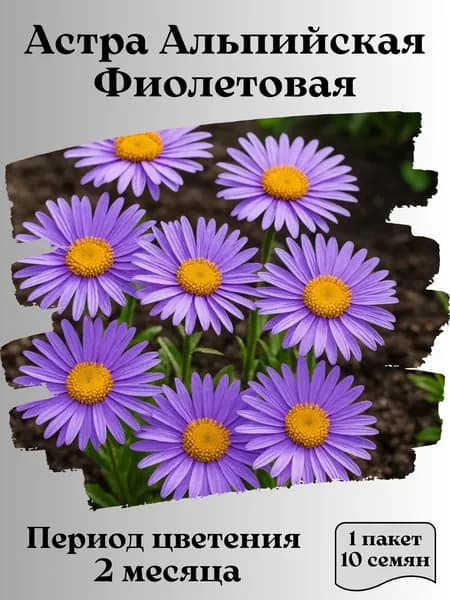 Астра Альпийская Фиолетовая, семена, 10 шт., 15 гр.