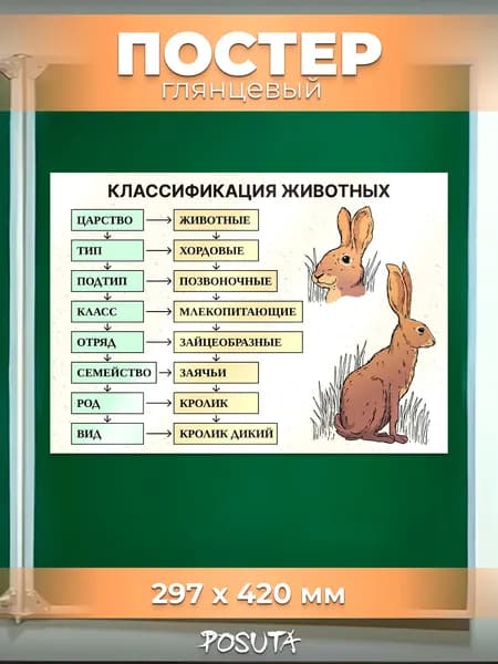 Плакат обучающий по биологии в школу