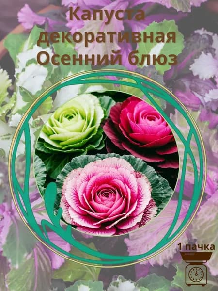 Капуста декоративная Осенний блюз, смесь 10 шт. семян