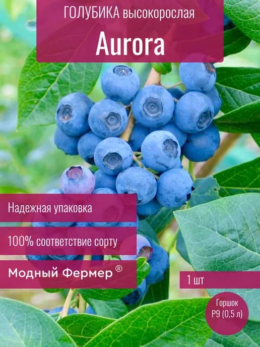 Голубика садовая Аврора, саженец в горшке 0,5 л