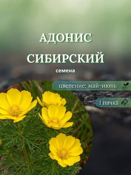Адонис (горицвет) Сибирский, семена, 10 шт.