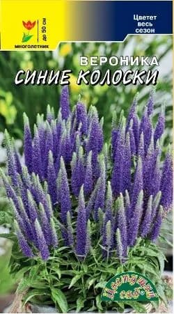 Цв Вероника Синие колоски