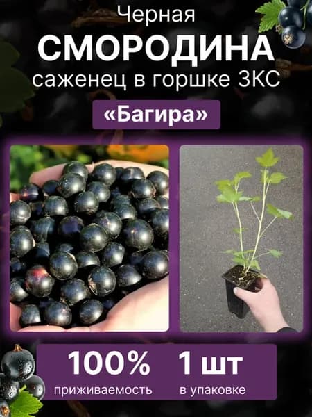 Саженцы черной смородины в горшке сорт Багира