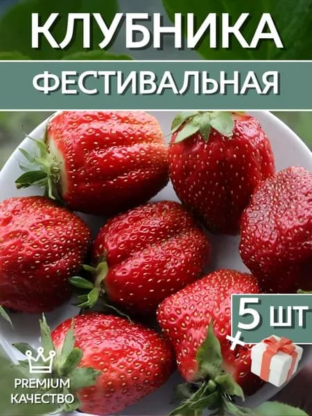 Клубника Фестивальная 5шт