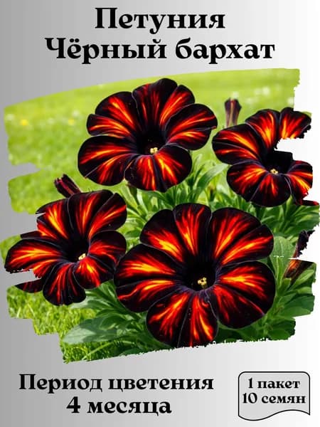 Петуния Чёрный бархат, семена, 10 шт.