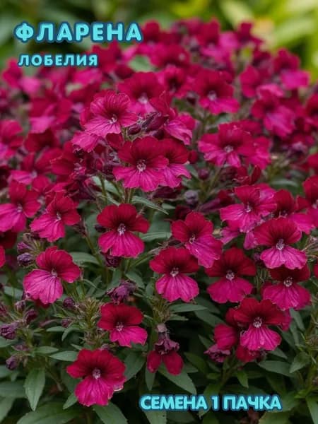 Лобелия Фларена 10 шт семян