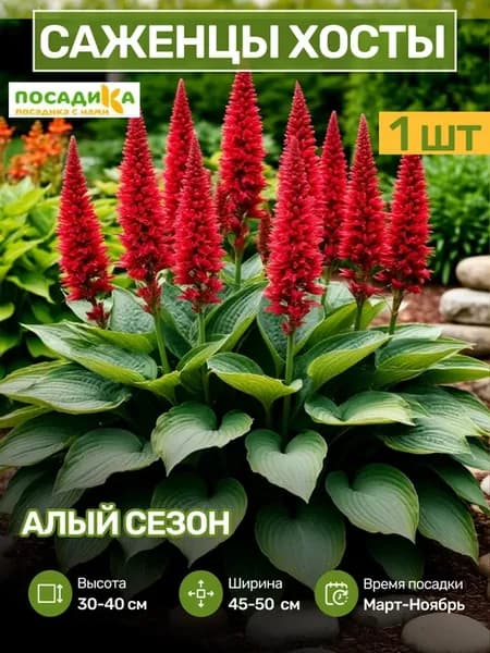 Хоста Саженцы Цветов