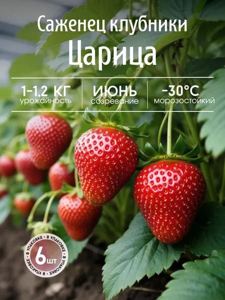 Саженцы клубники Царица, 6шт.
