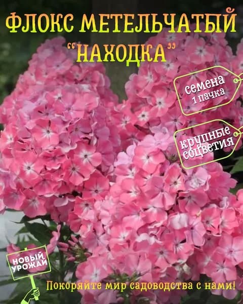 Флокс (метельчатый) Находка, семена, 10 шт.
