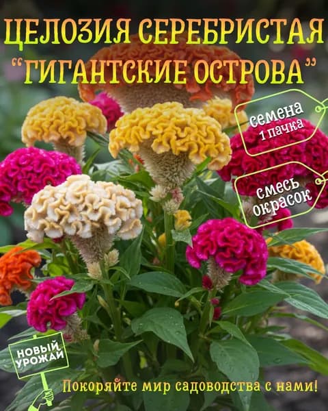 Целозия серебристая Гигантские острова (смесь), семена, 10 шт.