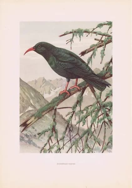 Птицы. Альпийская ворона. Антикварная офсетная литография. Чехословакия, 1960 г.