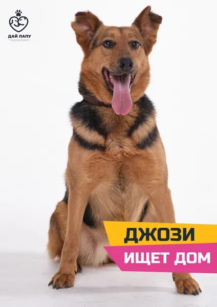 Помочь Джози найти дом