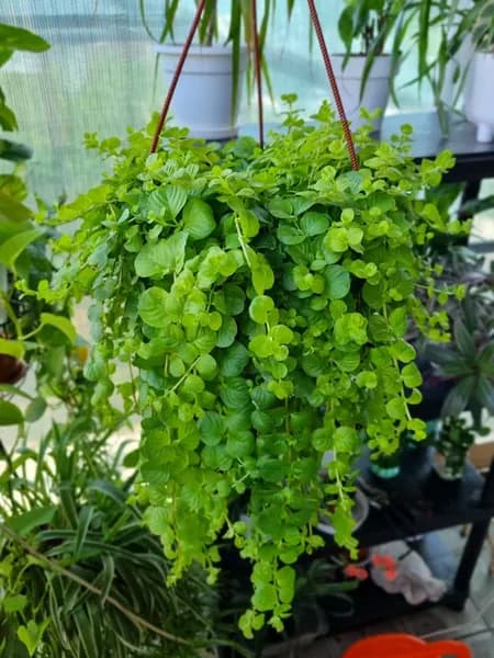 Вербейник монетный (Lysimachia), черенок без корней 3 шт