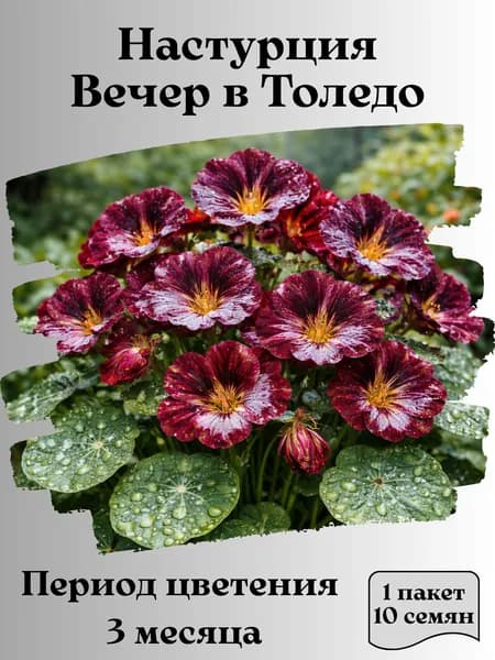 Настурция Вечер в Толедо, семена, 10 шт.