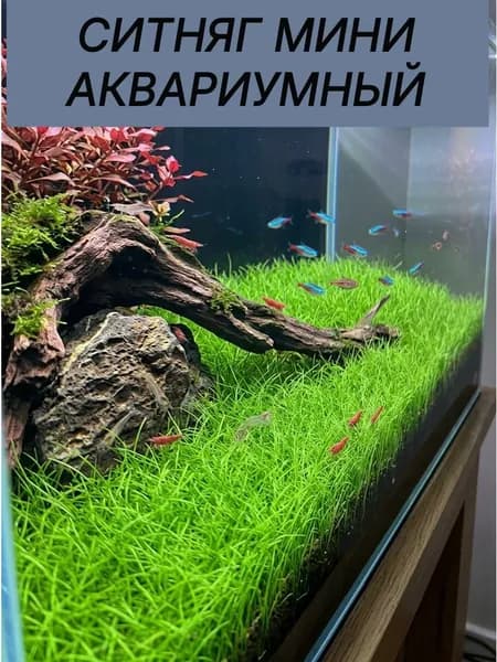 Растения для аквариума живые. Ситняг мини