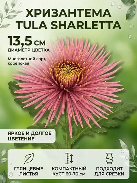 Хризантема Tula Sharletta укорененный черенок
