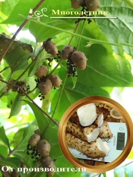 Диоскорея бататовая, китайский ямс (2 клубня)