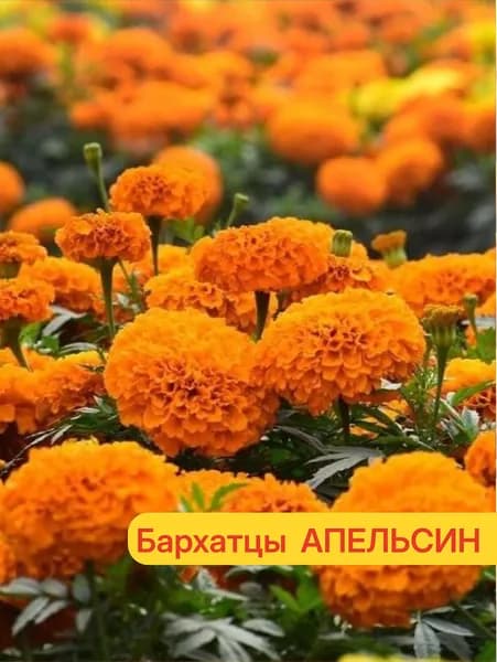 Бархатцы АПЕЛЬСИН прямостоячие - Очень крупные густомахровые соцветия! / Семена бархатцев 0,3 гр - Агрофирма АЭЛИТА
