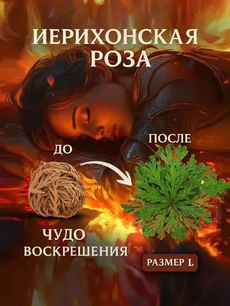 Сухоцветы Селагинелла 5 см 3 шт оливковый