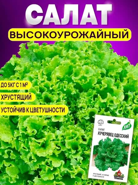Семена Салат Кучерявец Одесский