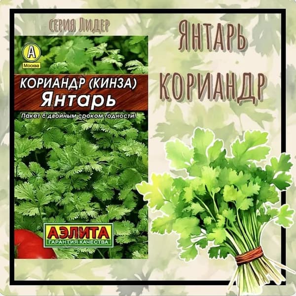 Семена Кориандр Янтарь, 3 г, Лидер (Аэлита)