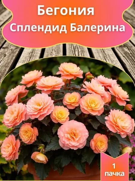 Бегония Сплендид Балерина (семена)