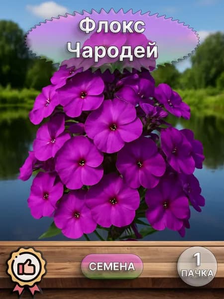 Флокс Чародей, семена 10 шт.