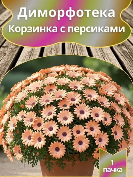 Диморфотека Корзинка с персиками , семена 10 шт.