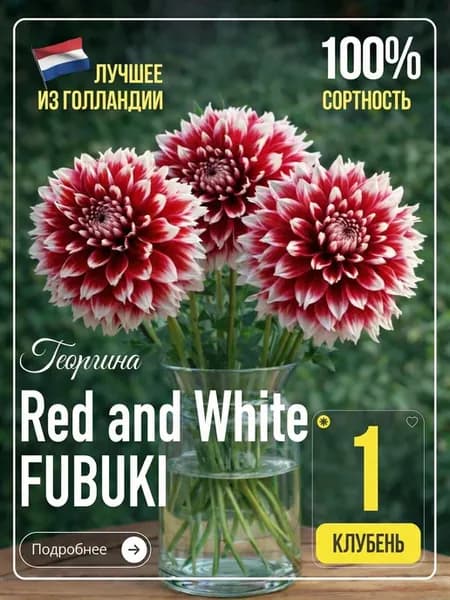 Георгины клубни многолетние Red and White Fubuki (Голландия)