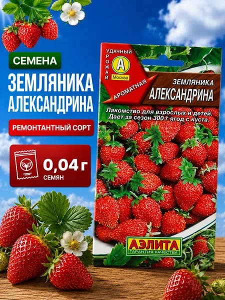 семена земляники для подоконника Александрина