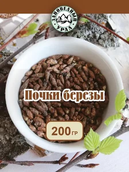 Почки березы