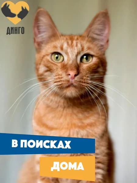 Помочь Гошеньке найти дом