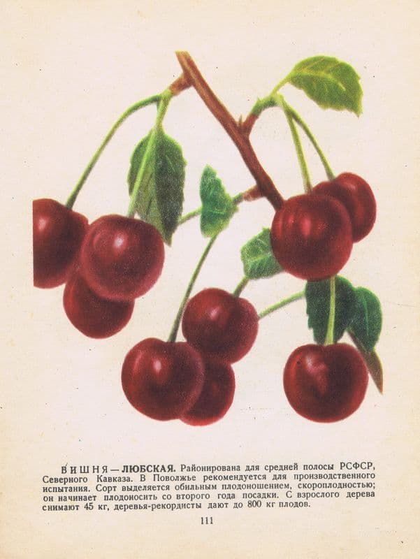 Антикварная двухсторонняя офсетная литография. Вишня сортов Любская и Морель ранняя. СССР, 1957 год