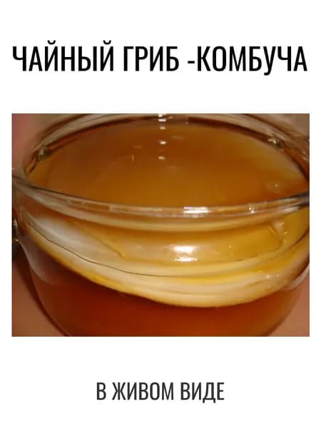 Чайный гриб - комбуча в живом виде
