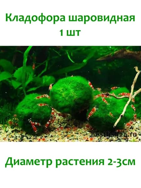 Bestfish24 Кладофора шаровидная 2-3см 1шт