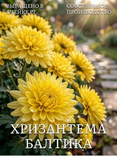 Хризантемы многолетние саженцы зимостойкие кустовые Балтика