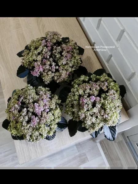 Фиалка комнатная живая лист срез Morgan's Chutney Popcorn