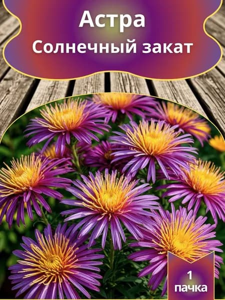 Астра Солнечный закат , семена 10 шт.