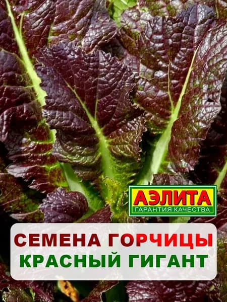 Семена горчица салатная "Красный гигант", 0,5 г, однолетние цветы, для дачи, сада и огорода, клумбы, в открытый грунт